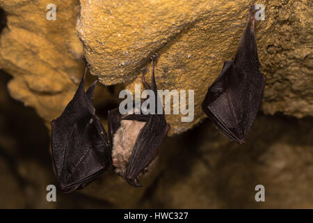 Ferro di cavallo minore pipistrelli (Rhinolophus hipposideros). Il trio di rara pipistrelli attorno a prendere il volo in una grotta nel Somerset, Inghilterra, Regno Unito Foto Stock