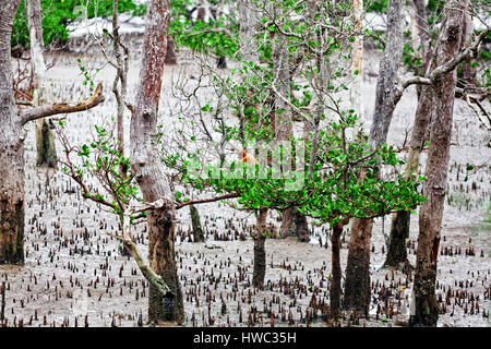 Proboscide scimmia in bako national park,Malesia Foto Stock