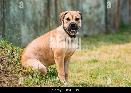 Ca de Bou o Perro De Presa Mallorquin cucciolo sedersi all'esterno sul prato verde. Tipico cane molosso Foto Stock