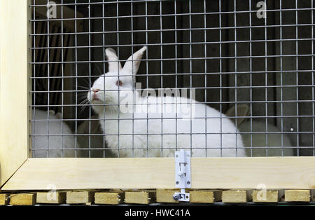 Coniglio Bianco in una gabbia in azienda Foto Stock