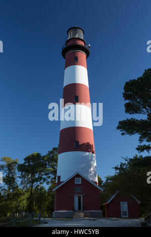 Assateague luce in Chincoteague National Wildlife Refuge VA,STATI UNITI D'AMERICA Foto Stock