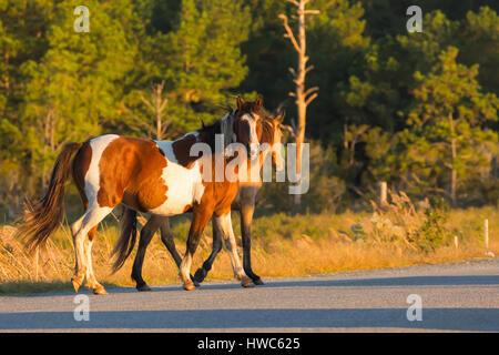 Assateague Pony (Equus caballus) in strada in Chincoteague National Wildlife Refuge, VA,STATI UNITI D'AMERICA Foto Stock