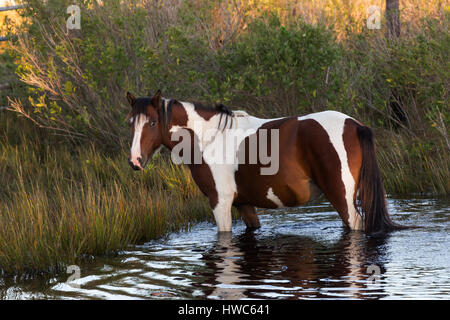 Assateague Pony (Equus caballus) attraversando un corpo di acqua in Chincoteague National Wildlife Refuge, VA,STATI UNITI D'AMERICA Foto Stock