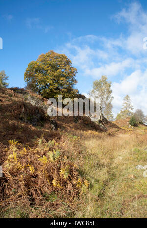 Quercia e nastro di betulle crescente nei pressi di Tarn Hows su una luminosa giornata autunnale che giace tra Coniston e Ambleside Lake District Cumbria Inghilterra England Foto Stock