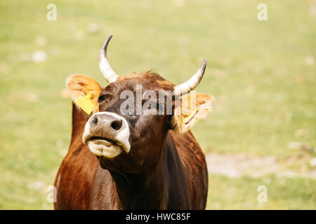 Close up Funny Red Cow In prato o di campo con erba verde. Vacca di erba da masticare Foto Stock