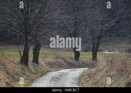Vecchio sfrondato ciliegi in Primavera Foto Stock