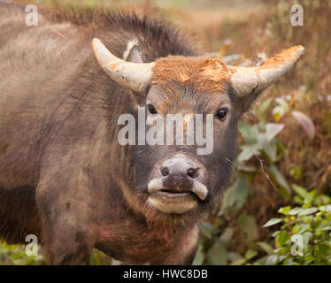 Domestico di acqua asiatici buffalo (Bubalus bubalis) ritratto, Vietnam Foto Stock