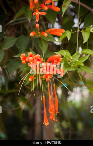 Pyrostegia venusta, anche comunemente noto come flamevine o trumpetvine arancione, è una specie di piante del genere Pyrostegia della famiglia Bignoniaceae. Foto Stock