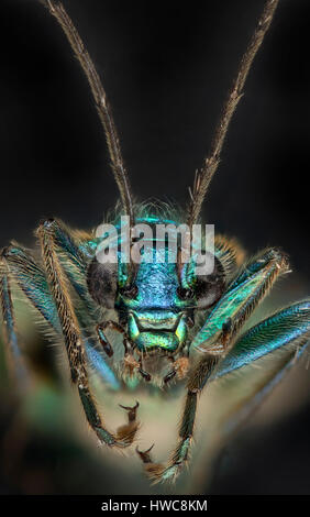 Zampe spesse flower beetle, Oedemera nobilis, visualizzazione verticale mostrante iridescenza Foto Stock