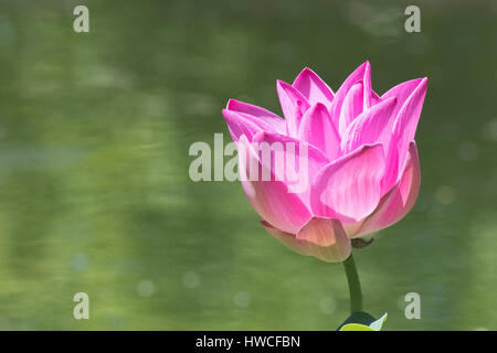 Fiore di loto (Nelumbo nucifera), Siem Reap, Cambogia Foto Stock