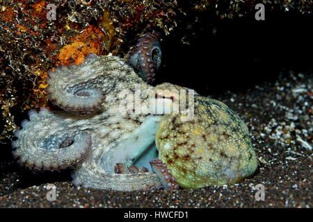 Polpo (Octopus vulgaris) Atlantico, Azzorre, Portogallo Foto Stock