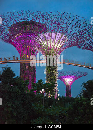 Vista verticale dell'OCBC skyway al Supertree Grove in notturna a Singapore. Foto Stock
