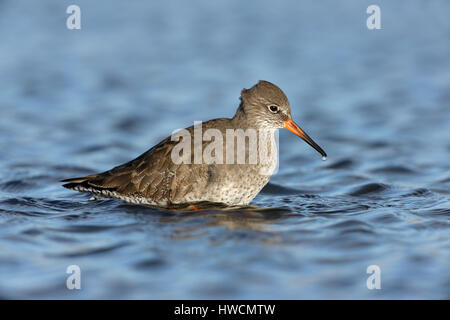 Comune, Redshank Tringa totanus un adulto in livrea invernale ricerca un costiere salmastre piscina per cibo, principalmente invertibrates Foto Stock