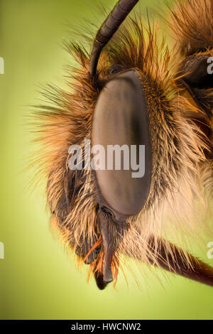 Extreme ingrandimento - miele delle api Foto Stock