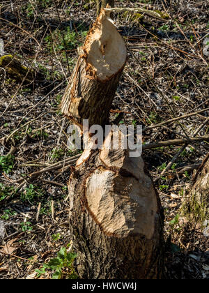 Da beaver causato danni gli alberi sono simili., Von Biber verursachte Schäden haben Bäume gefällt. Foto Stock