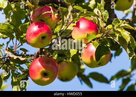 Le mele in autunno su un albero di mele. Vitamine fresca nella stagione colorati, Aepfel im Herbst auf einem Apfelbaum. Frische vitamina in der bunten Jahresz Foto Stock