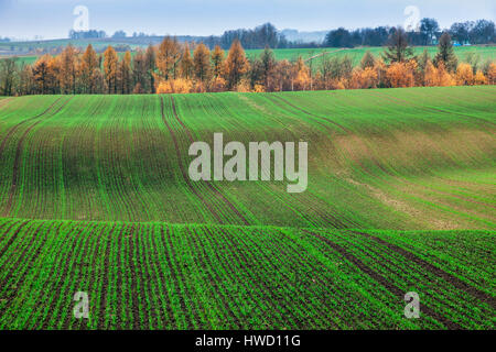 Panorama Ponidzie durante l'autunno. Pinczow, Holly Cross Provincia, Polonia. Foto Stock