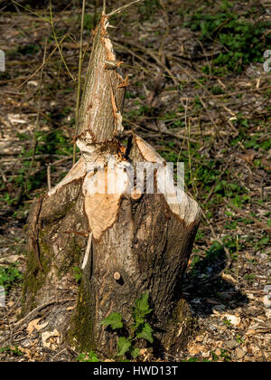 Da beaver causato danni gli alberi sono simili., Von Biber verursachte Schäden haben Bäume gefällt. Foto Stock