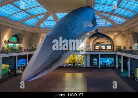 Balena blu oceano alla sala del Museo Americano di Storia Naturale (AMNH) - New York, Stati Uniti d'America Foto Stock
