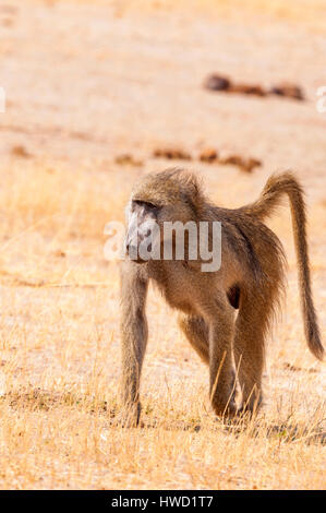 Un Chacma Baboon Papio ursinus visto io lo Zimbabwe il Parco Nazionale di Hwange Foto Stock