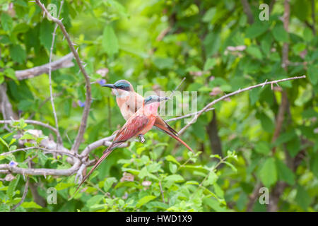 I mangiatori di api di carminio del sud visti nel Parco Nazionale delle piscine di Mana dello Zimbabwe. Foto Stock