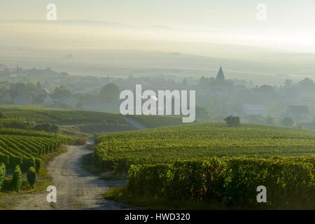 Francia, Marne, Sacy, Montagna di Reims, vigneti della Champagne in montagna con un villaggio in background nella nebbia Foto Stock