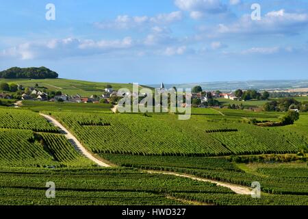 Francia, Marne, Ville Dommange, Montagna di Reims, la sinuosa strada in mezzo ai vigneti della Champagne Foto Stock