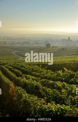 Francia, Marne, Sacy, Montagna di Reims, vigneti della Champagne in montagna con un villaggio in background nella nebbia Foto Stock