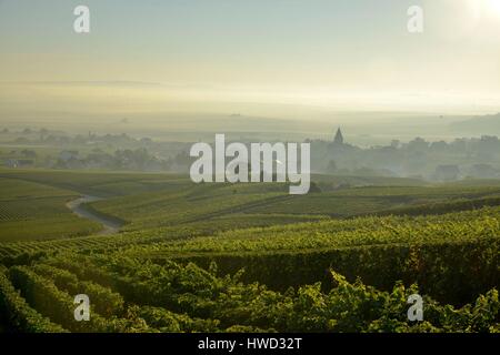 Francia, Marne, Sacy, Montagna di Reims, vigneti della Champagne in montagna con un villaggio in background nella nebbia Foto Stock