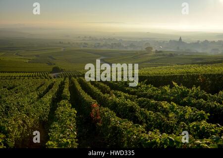 Francia, Marne, Sacy, Montagna di Reims, vigneti della Champagne in montagna con un villaggio in background nella nebbia Foto Stock