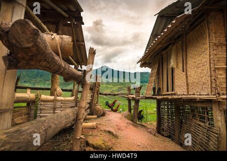 Il Vietnam, la gamma della montagna di Hoang Lien Son, galli tra due case su palafitte con pareti intrecciate dal villaggio di Tu le risaie a terrazze in background Foto Stock