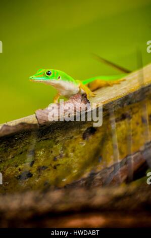 Seychelles, Praslin Island, Vallee de Mai National Park, classificato come patrimonio mondiale dall' UNESCO, Seychelles Green Gecko (astriata Phelsuma astriata) su un coco de mer palm (Lodoicea maldivica) sono endemiche Foto Stock