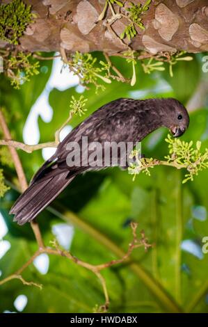 Seychelles, Praslin Island, Vallee de Mai National Park, classificato come patrimonio mondiale dall' UNESCO, endemico del pappagallo nero (Coracopsis (nigra) barklyi) sono rare e in pericolo di estinzione Foto Stock