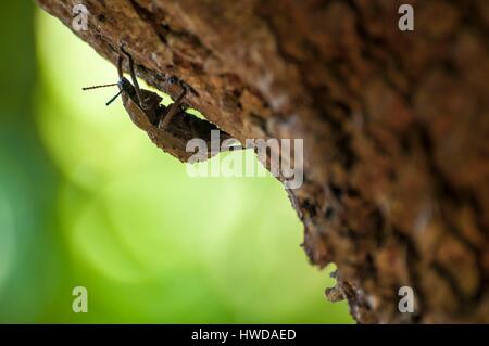 Seychelles, fregate island, giant beetle (Polposipus herculeanus) endemica di Fregate Island Foto Stock