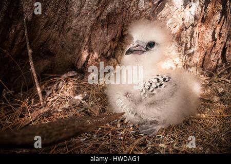 Seychelles, Bird Island, capretti giallo-fatturati Phaeton (Phaethon lepturus) sulla terra il suo nido in cavità di un vecchio albero Foto Stock