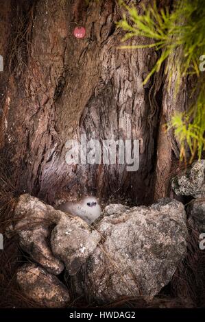 Seychelles, Bird Island, capretti giallo-fatturati Phaeton (Phaethon lepturus) sulla terra il suo nido in cavità di un vecchio albero Foto Stock