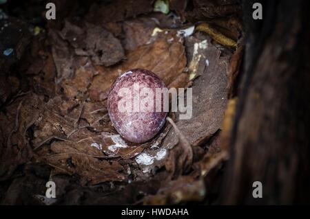 Seychelles, isola degli uccelli, uova di colore giallo-fatturati Phaeton (Phaethon lepturus) sulla terra il suo nido in cavità di un vecchio albero Foto Stock