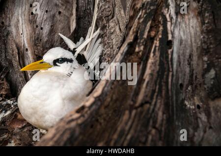 Seychelles, Bird Island, giallo-fatturati Phaeton (Phaethon lepturus) sulla terra il suo nido in cavità di un vecchio albero Foto Stock