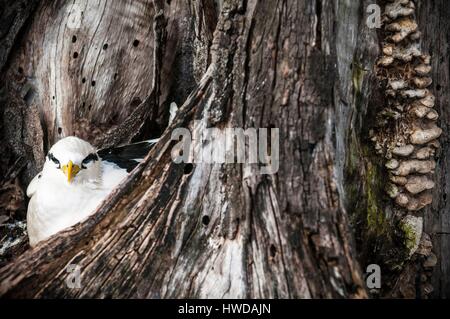 Seychelles, Bird Island, giallo-fatturati Phaeton (Phaethon lepturus) sulla terra il suo nido in cavità di un vecchio albero Foto Stock