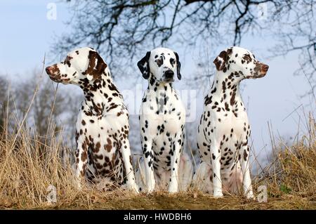 Cane dalmata (Canis lupus familiaris) Foto Stock