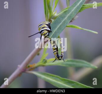 La Monarch caterpillar arricciata attorno al Milkweed lascia mangiare con voracità Foto Stock