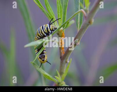 La Monarch caterpillar arricciata attorno al Milkweed lascia mangiare con voracità Foto Stock