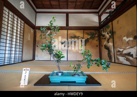 Vasi decorativi rami a ninna-ji, Kyoto, Giappone Foto Stock