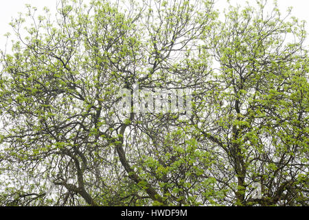 Albero in primavera, Camberwell, Katja Heber, Londra, 10/05/2016 Foto Stock