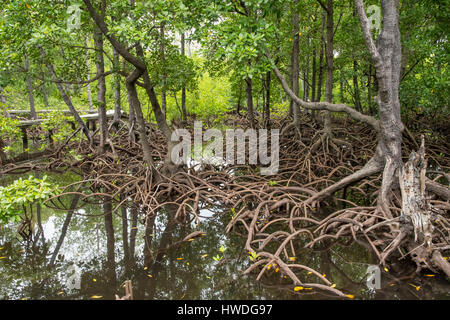 Mangrovie a Pulau Sulat, Lombok, Indonesia Foto Stock
