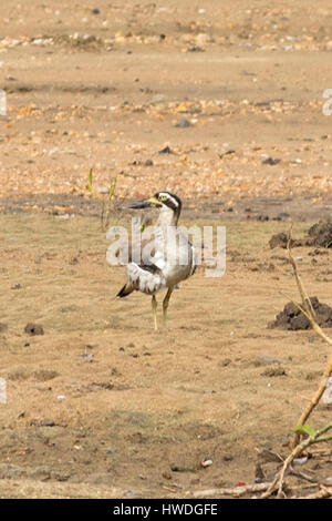 Spiaggia di pietra-curlew, Esacus neglectus sull isola di Rinca, Indonesia Foto Stock