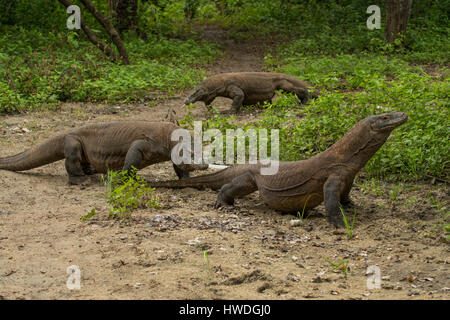 I draghi di Komodo, Varanus komodoensis sull isola di Rinca, Indonesia Foto Stock