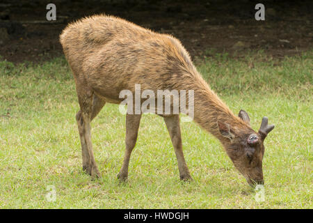 Sambar Deer sull isola di Rinca, Indonesia Foto Stock