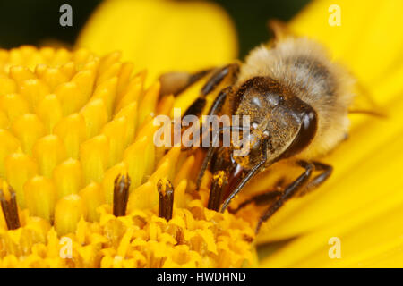 Berlino, Germania, bee raccoglie il nettare su un girasole Foto Stock