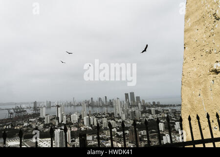 I falchi volare alto sopra la città di Cartagena, Colombia. Foto Stock